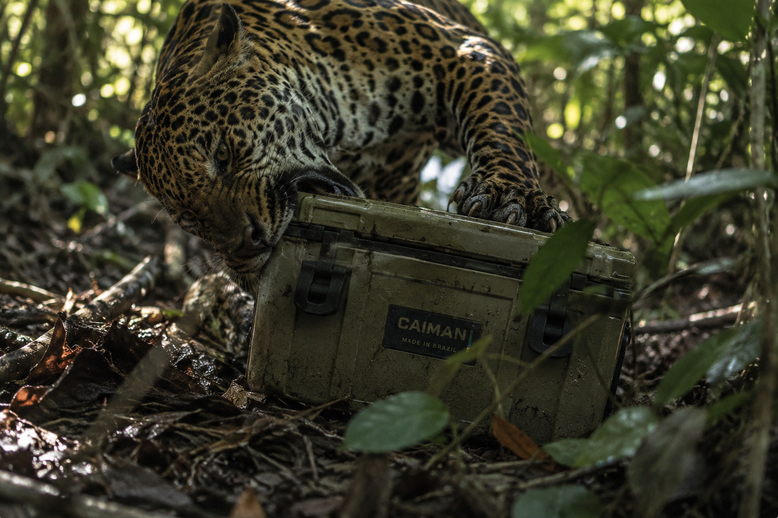 Uma onça-pintada morde um cooler CAIMAN em meio à mata do Pantanal.
